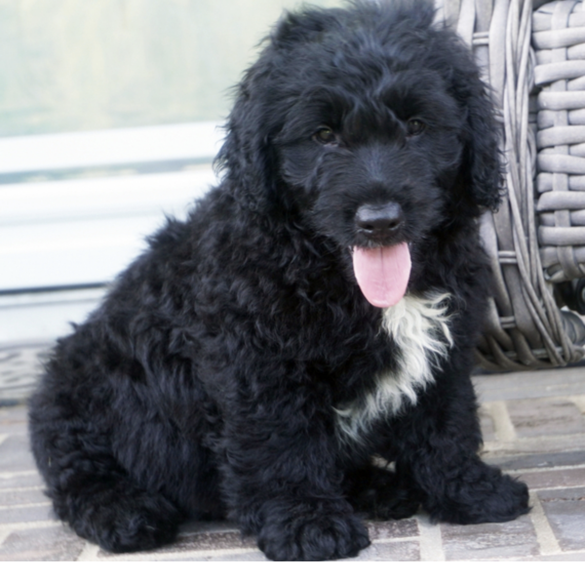 comprar cachorros sanos, baratos y asequibles para la venta